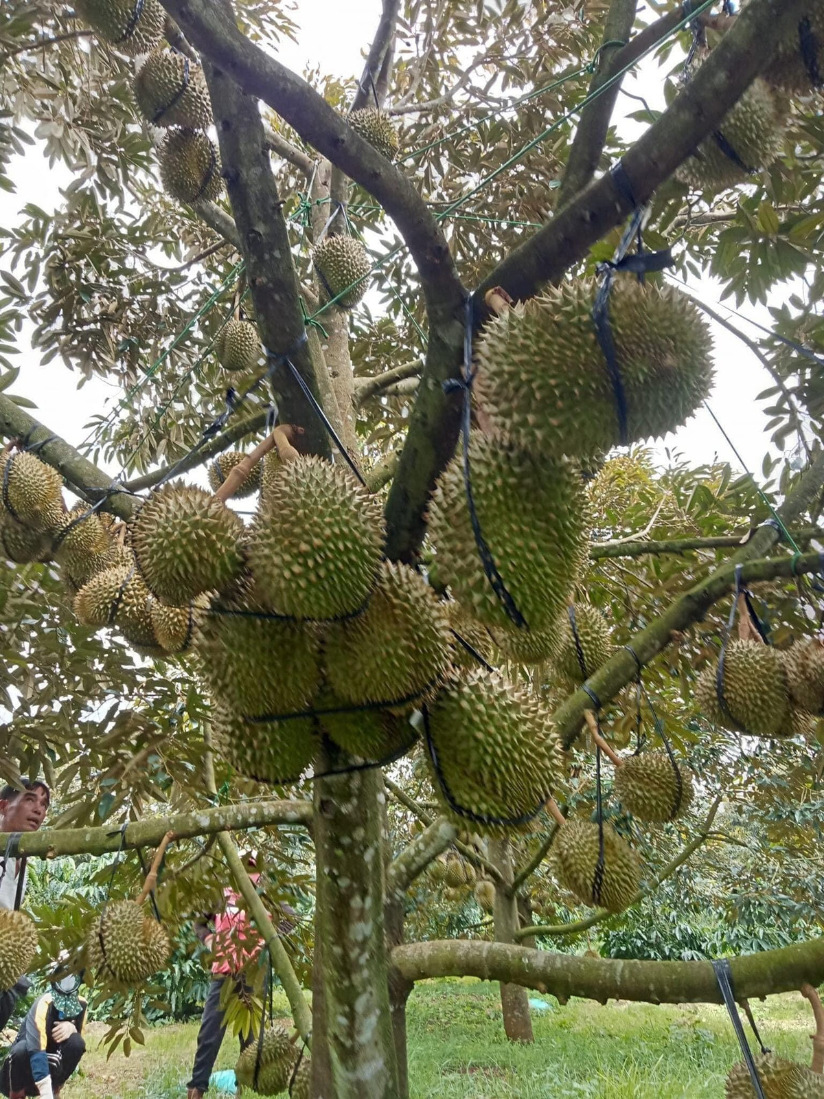 Vườn sầu riêng trên 10 năm tuổi là vườn cây khá hiếm hoi tại xã Đông Thanh, thị Trấn Nam Ban (vùng ven Đà Lạt). Ảnh: FB Tạ Trung Kiên