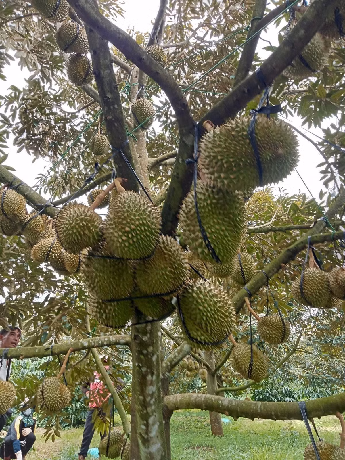 Vườn sầu riêng trên 10 năm tuổi là vườn cây khá hiếm hoi tại xã Đông Thanh, thị Trấn Nam Ban (vùng ven Đà Lạt). Ảnh: FB Tạ Trung Kiên