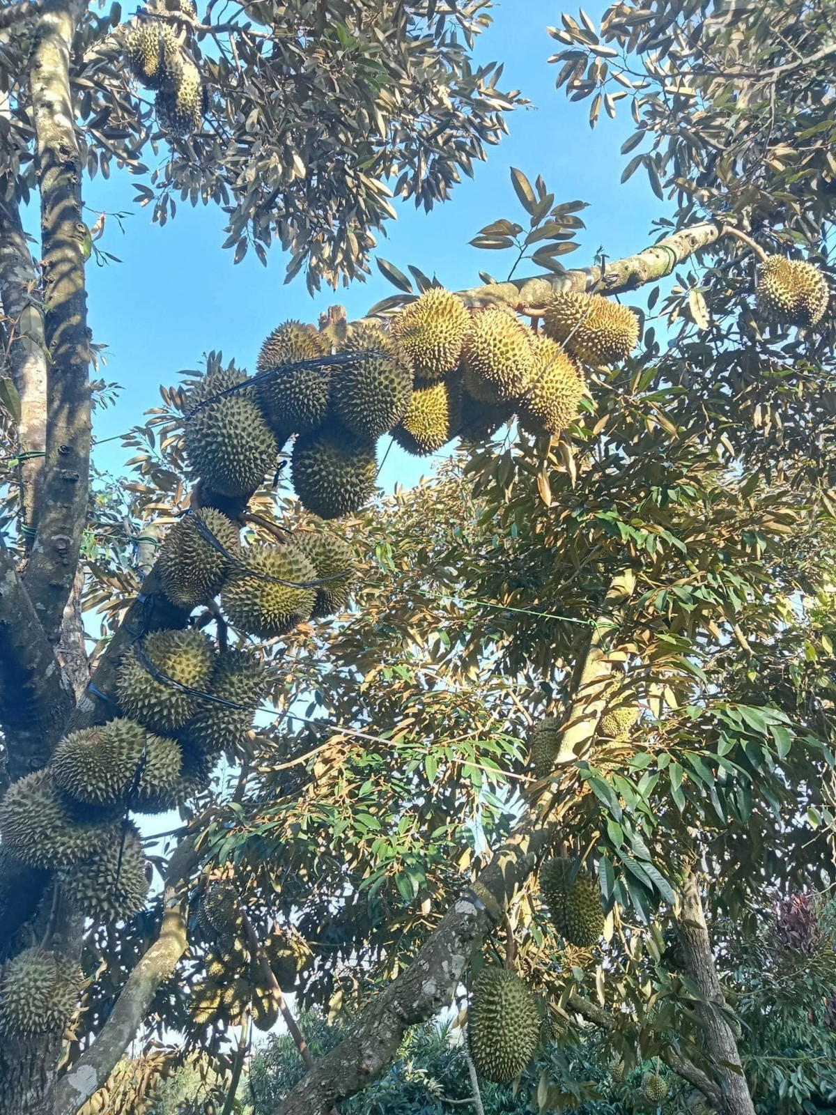 Cây sai trĩu quả từ gốc đến ngọn khiến ai nấy đều thích thú. Ảnh: FB Tạ Trung Kiên