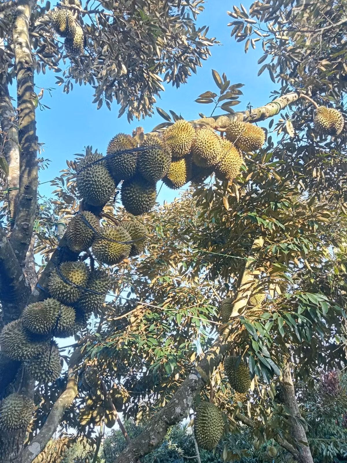 Cây sai trĩu quả từ gốc đến ngọn khiến ai nấy đều thích thú. Ảnh: FB Tạ Trung Kiên