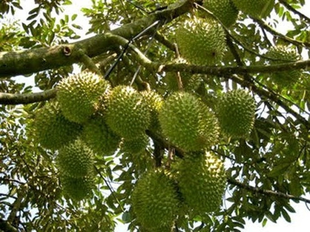 Vườn sầu riêng nặng trĩu quả tại Đồng Nai. Ảnh: YouTube