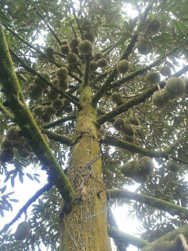 Trái sầu riêng chi chít khiến người đếm hoa mắt. Ảnh: FB Bau Nguyen.