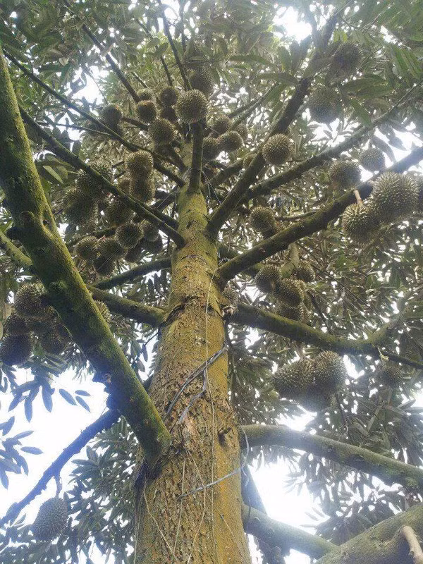 Trái sầu riêng chi chít khiến người đếm hoa mắt. Ảnh: FB Bau Nguyen.