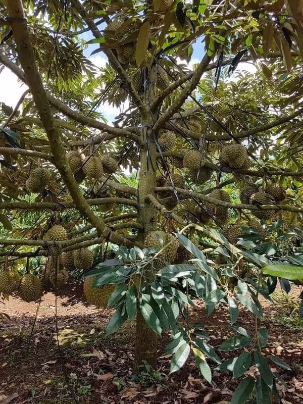 Sầu riêng nhiều quả đến mức chủ nhân phải chẳng buộc cần thận vì sợ gãy cành. Ảnh: FB Hoa Tran.