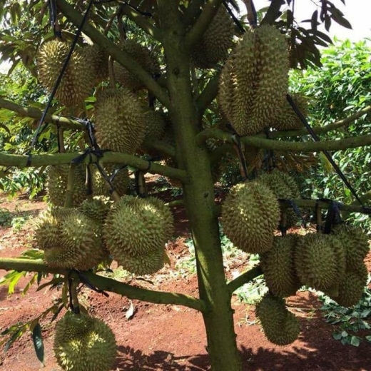 Cây sầu riêng lùn nhưng siêu trái. Ảnh: Lazada