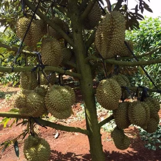 Cây sầu riêng lùn nhưng siêu trái. Ảnh: Lazada
