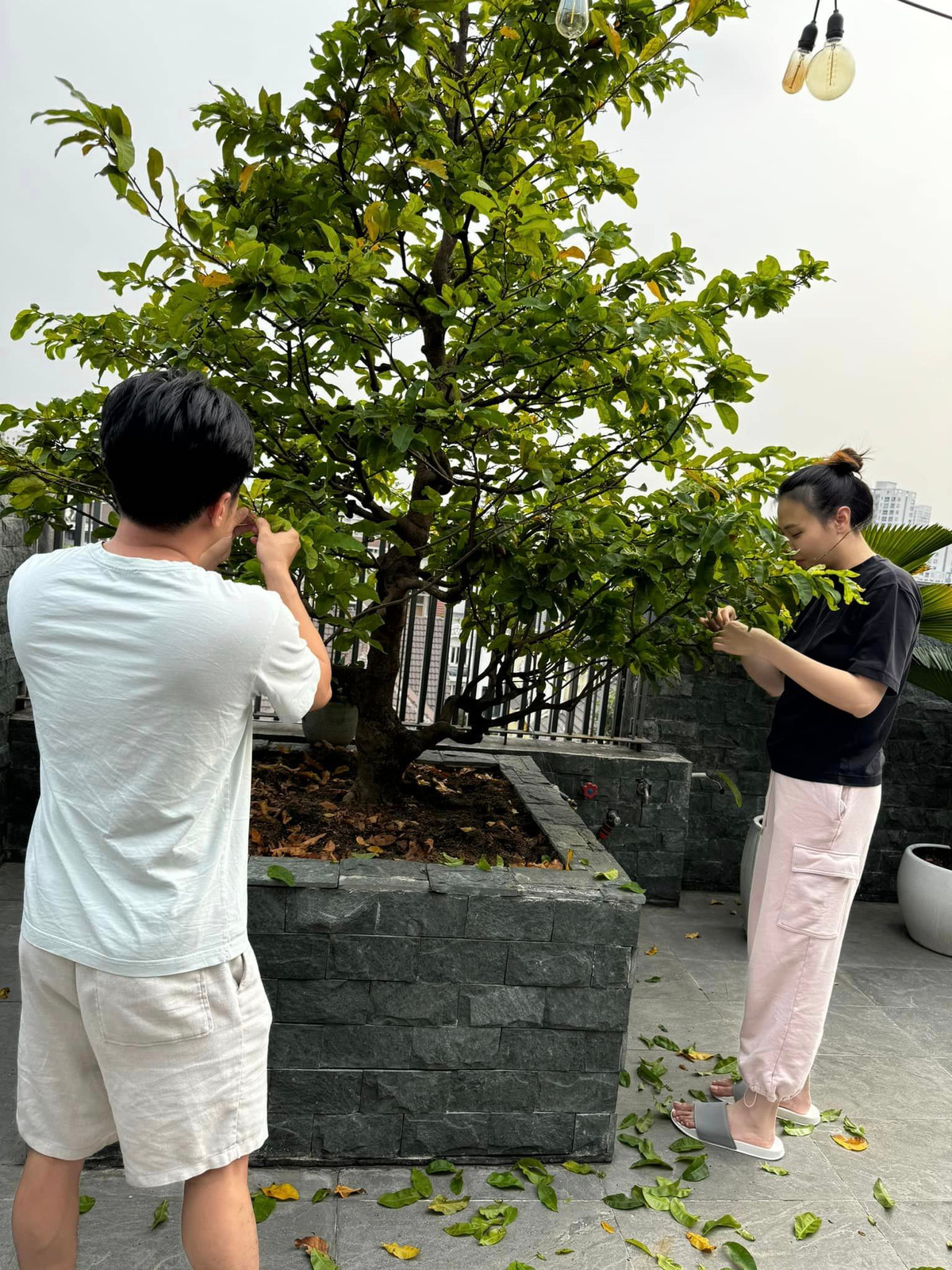 Những lúc rảnh rỗi, Cường Đô La - Đàm Thu Trang dành cả tiếng đồng hồ để cắt lá, tỉa cảnh cho cây.