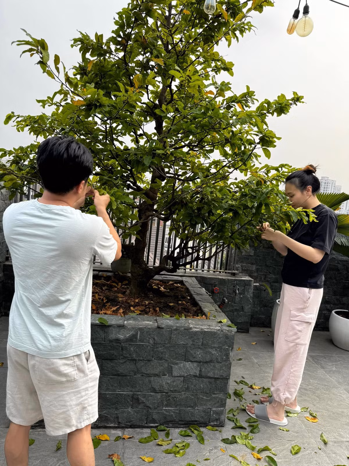 Những lúc rảnh rỗi, Cường Đô La - Đàm Thu Trang dành cả tiếng đồng hồ để cắt lá, tỉa cảnh cho cây.