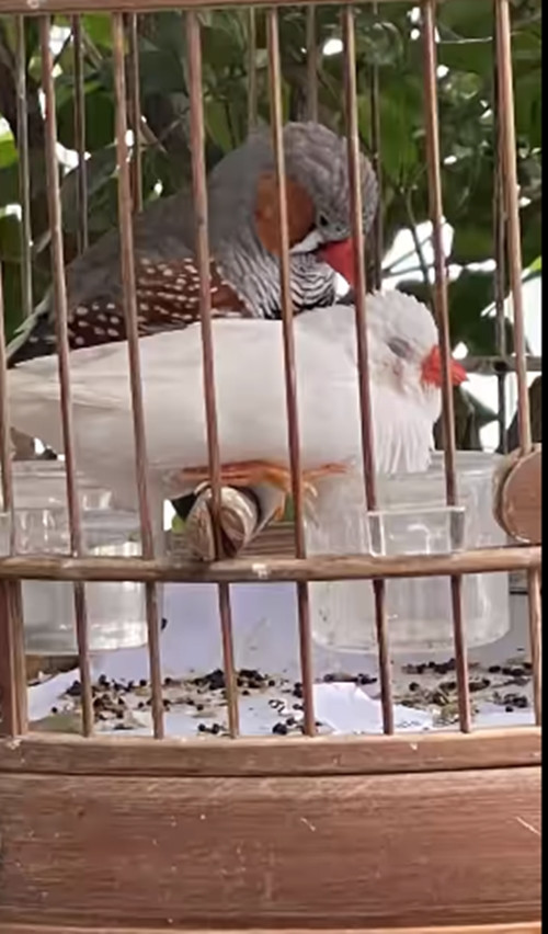 Nam danh hài không quên mang đến sự hài hước: "Ai nuôi chim biết rồi, khổ như con chó. Ai nuôi chó biết rồi, khổ hơn con chim".