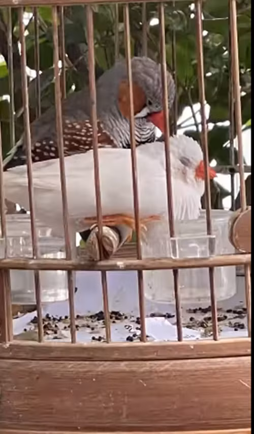 Nam danh hài không quên mang đến sự hài hước: "Ai nuôi chim biết rồi, khổ như con chó. Ai nuôi chó biết rồi, khổ hơn con chim".