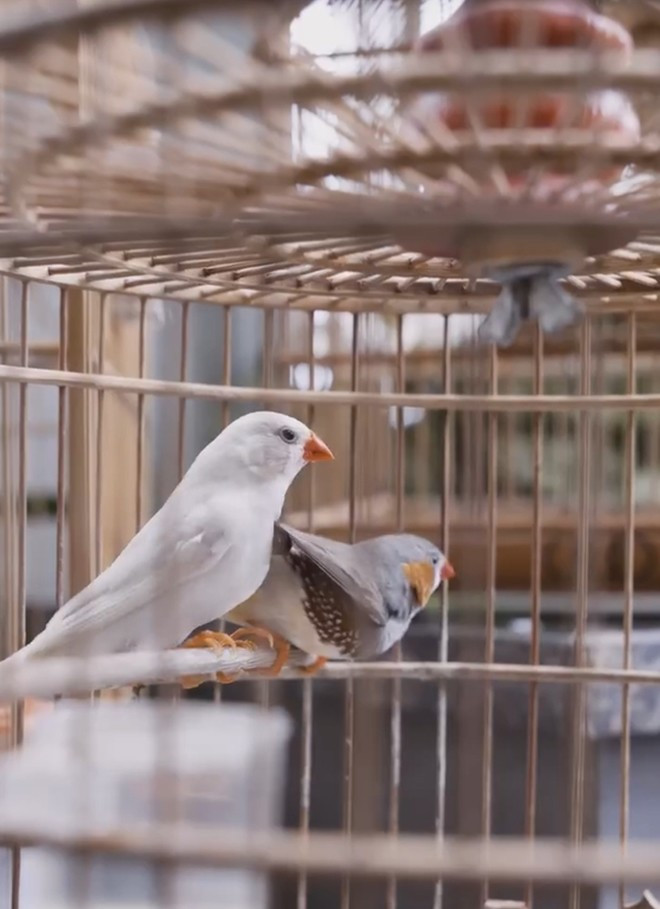 Nghệ sĩ Chí Trung có nhiều lồng chim với các loại chim khác nhau.