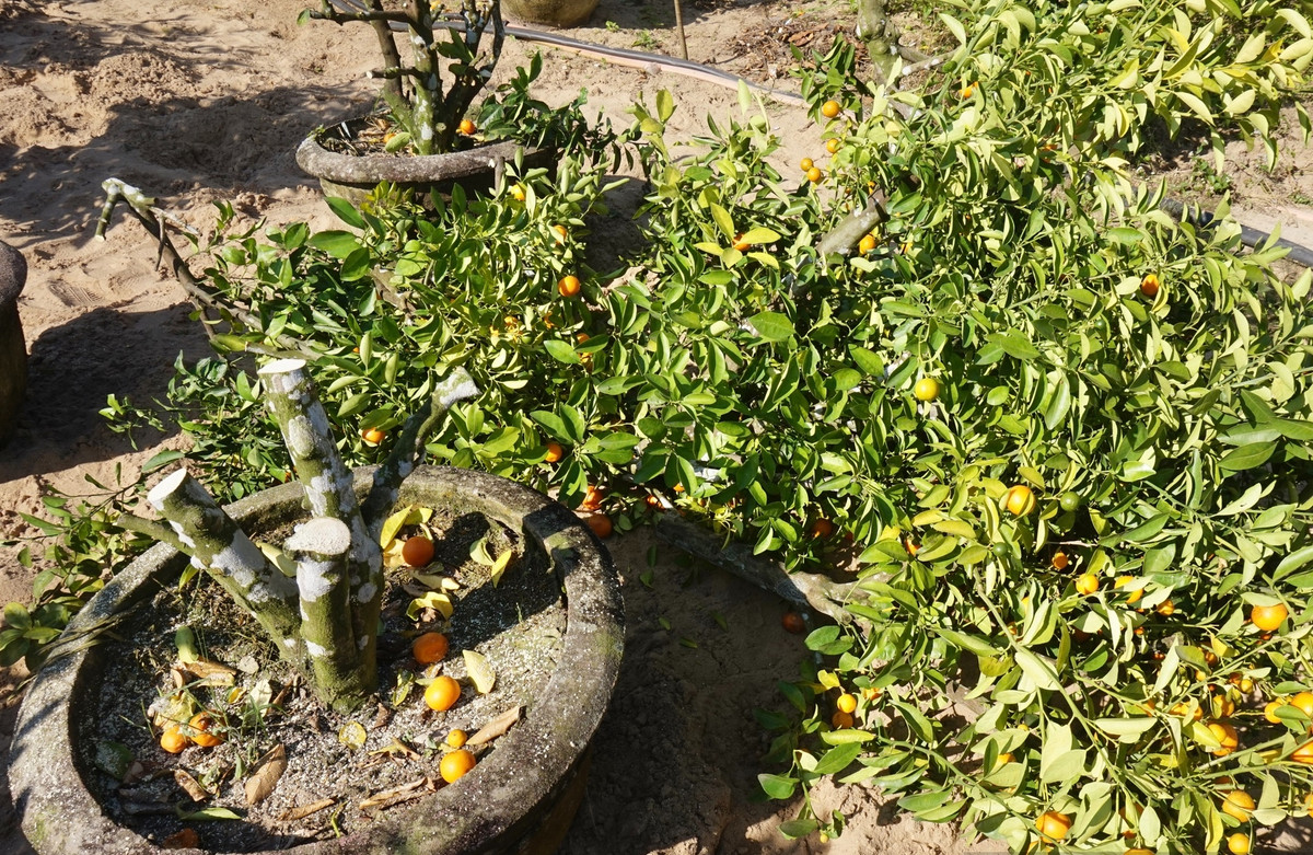 Nghề thu gom quất sôi động, giúp nhiều lao động kiếm được tiền triệu mỗi ngày. Ảnh: Dân Việt