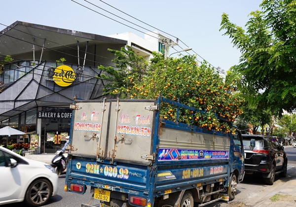 Ở thành phố, không có đất trồng nên quất sau Tết được người dân bán lại với giá rẻ, thậm chí cho không. Ảnh: Vietnamnet