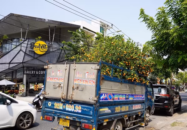 Ở thành phố, không có đất trồng nên quất sau Tết được người dân bán lại với giá rẻ, thậm chí cho không. Ảnh: Vietnamnet