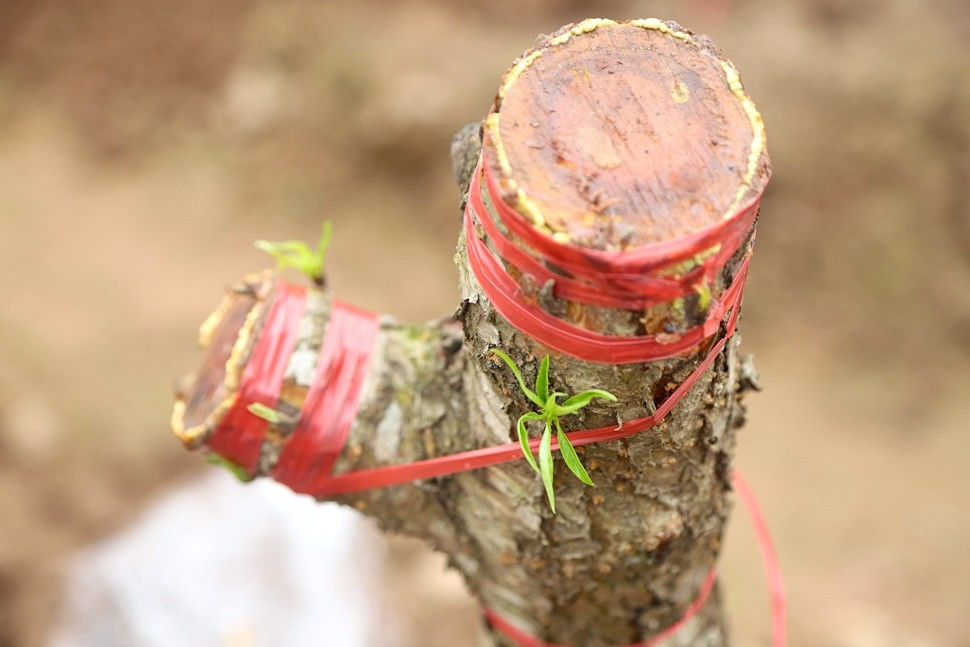 Tuy nhiên, vì chăm sóc đào đòi hỏi sự tỉ mỉ và công phu nên nhiều nhà vườn chỉ dám nhận số lượng có hạn. Nhiều khách muốn thuê chăm sóc nhưngg nhà vườn phải từ chối vì giới hạn diện tích trồng và nhân công chăm sóc. Ảnh: Tiền phong