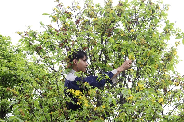 Không chỉ tại Hà Nội, nhu cầu chăm sóc đào, mai, quất cảnh của người dân cũng tăng cao ở các tỉnh khác như Đà Nẵng, Nghệ An... Ảnh: Báo Đà Nẵng