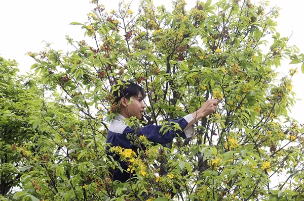 Không chỉ tại Hà Nội, nhu cầu chăm sóc đào, mai, quất cảnh của người dân cũng tăng cao ở các tỉnh khác như Đà Nẵng, Nghệ An... Ảnh: Báo Đà Nẵng