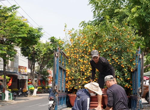 Nắm bắt nhu cầu mua lại “xác” quất để chăm sóc lại sau Tết của các nhà vườn, nhiều lao động tự do, xe ôm... chuyển nghề đi thu gom quất. Ảnh: Vietnamnet