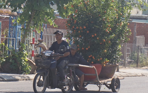 Họ thu mua cây quất người dân bỏ đi sau Tết, sau đó bán lại cho nhà vườn để kiếm lời. Quất thu mua giá từ 50.000-200.000 đồng/cây tuỳ theo độ lớn, dáng thế...Ảnh: Dân Việt