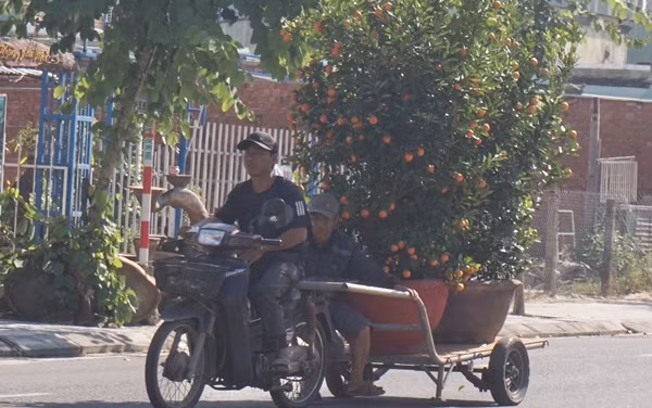 Họ thu mua cây quất người dân bỏ đi sau Tết, sau đó bán lại cho nhà vườn để kiếm lời. Quất thu mua giá từ 50.000-200.000 đồng/cây tuỳ theo độ lớn, dáng thế...Ảnh: Dân Việt