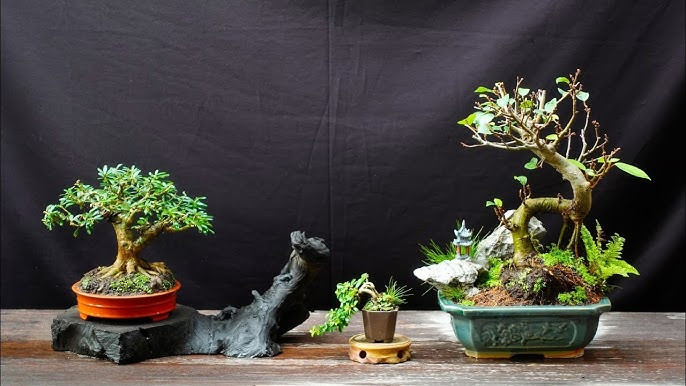 Thời gian trung bình để tạo một chậu bonsai tí hon từ 5 - 7 năm hoặc lâu hơn. Ảnh: YouTube