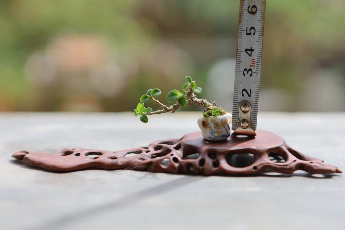 Bonsai tí hon có kích thước chỉ vài cm, mang đầy đủ mọi tiêu chuẩn như bonsai bình thường. Ảnh: Thaonguyenxanh