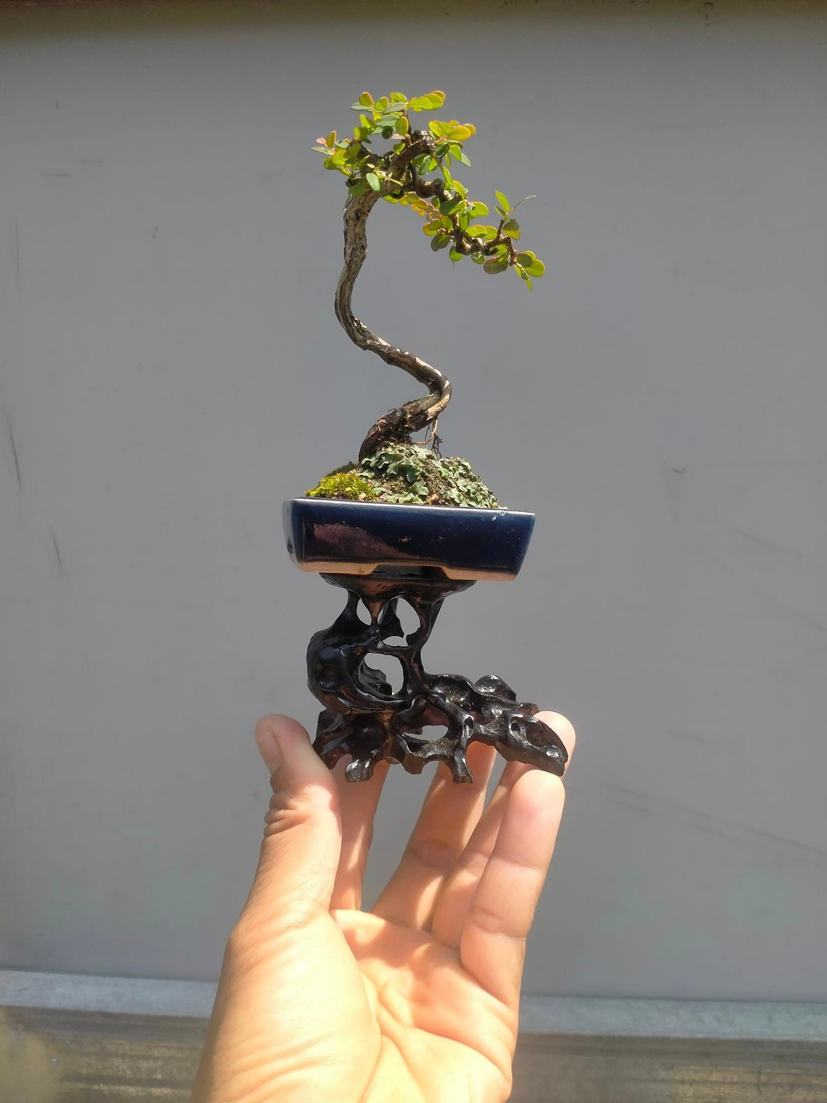Dòng bonsai siêu tí hon sử dụng chậu rất nhỏ, lượng đất cũng rất ít. Nếu chăm sóc không kỹ thì dễ bị mất nước và chết cây. Ảnh: Facebook
