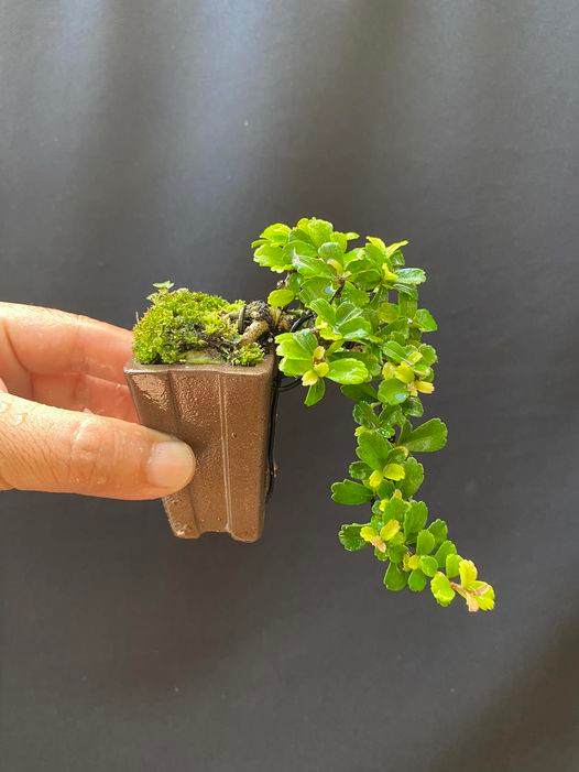 Bonsai mini là dòng kén người chơi, có quy trình chăm sóc hoàn toàn khác cây cổ thụ được ép dáng bonsai theo phương pháp truyền thống. Ảnh: Facebook