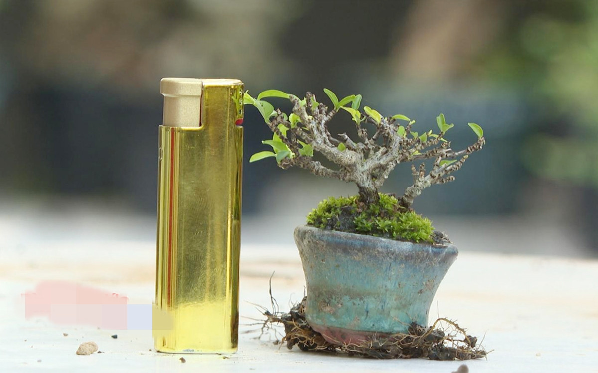 Thật khó có thể rời mắt khỏi cây bonsai tí hon, có kích thước chỉ cao bằng nửa chiếc bật lửa. Ảnh: Baobinhphuoc