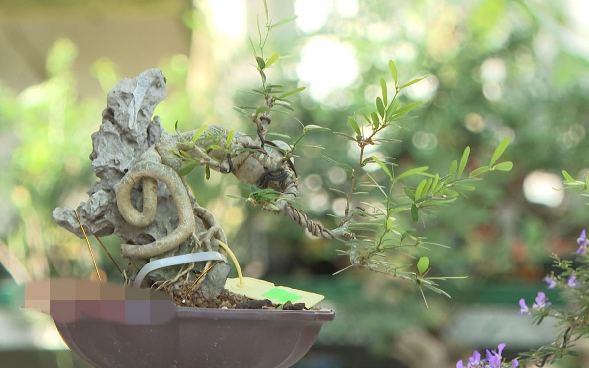 Bên cạnh những tác phẩm bonsai kích thước "khủng", giới chơi cây cảnh còn đặc biệt thích thú trước những chậu bonsai tí hon chỉ cao vài cm. Ảnh: Baobinhphuoc