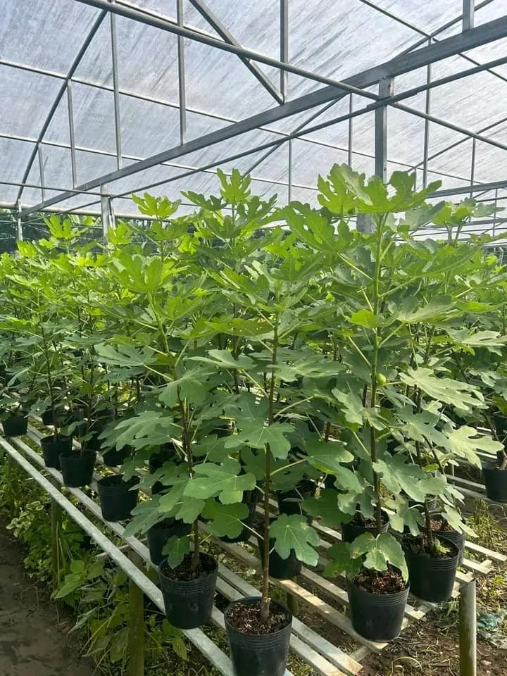 Theo một số nhà vườn, sung Mỹ không phải là cây dễ chăm sóc, nếu trồng ở ngoài môi trường tự nhiên, cây dễ sâu bệnh, thu hoạch quả không nhiều. Ảnh: Facebook