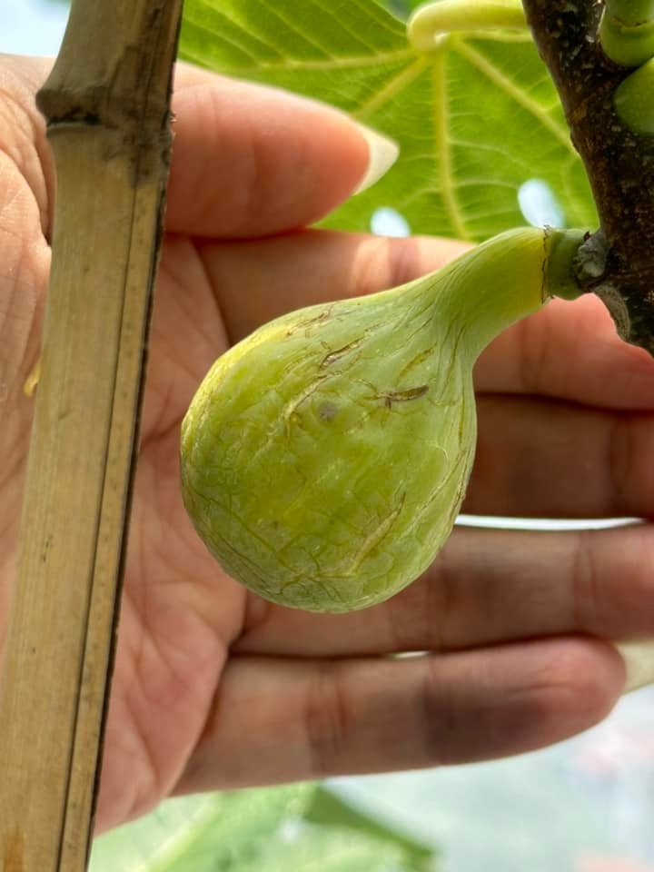 Tuy nhiên, nếu trồng thành công thì sung Mỹ là giống cây đem lại hiệu quả kinh tế cao vì chỉ cần trồng một lần, người trồng sẽ thu hoạch được lâu dài. Ảnh: Facebook