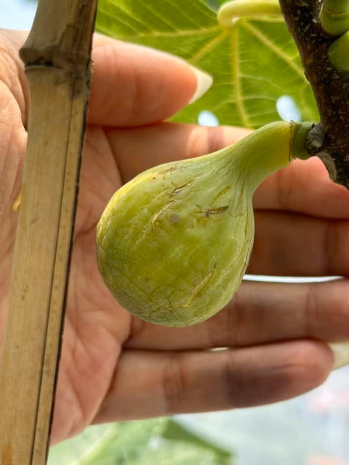 Tuy nhiên, nếu trồng thành công thì sung Mỹ là giống cây đem lại hiệu quả kinh tế cao vì chỉ cần trồng một lần, người trồng sẽ thu hoạch được lâu dài. Ảnh: Facebook