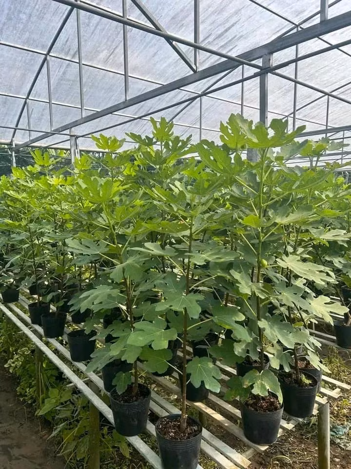 Theo một số nhà vườn, sung Mỹ không phải là cây dễ chăm sóc, nếu trồng ở ngoài môi trường tự nhiên, cây dễ sâu bệnh, thu hoạch quả không nhiều. Ảnh: Facebook