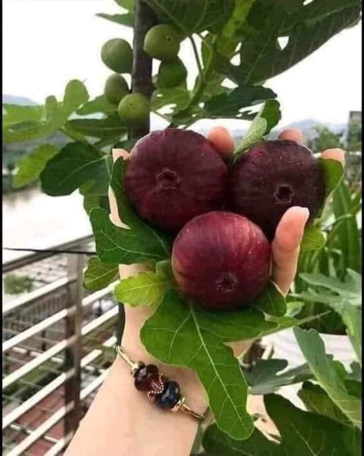 Giống sung Mỹ hiện đã được trồng tại nhiều nơi ở Việt Nam như Lâm Đồng, Nghệ An... Nhờ trồng sung Mỹ, nhiều hộ dân đã có thu nhập đáng kể. Ảnh: Facebook