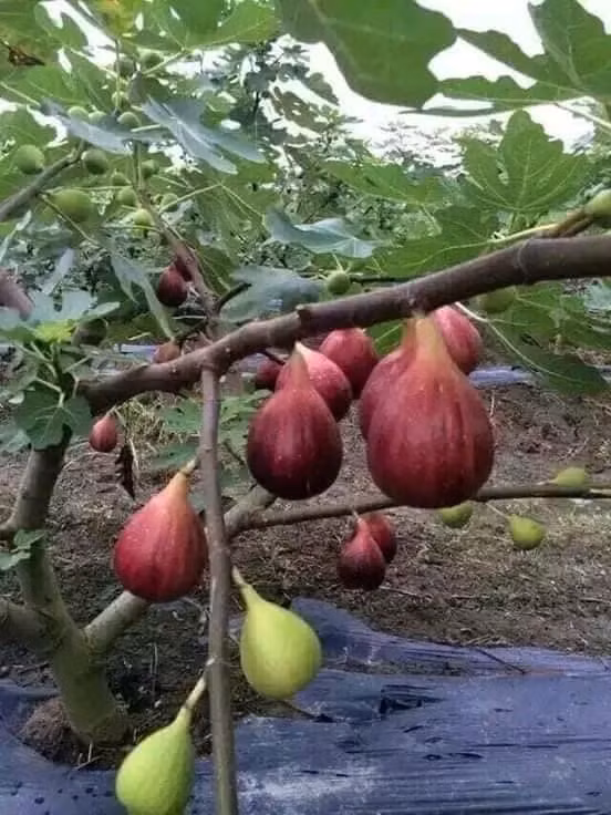 Không chỉ đắt gấp 15 - 20 lần sung Việt, khách muốn mua sung Mỹ thường phải đặt trước 1 - 2 ngày mới hàng. Ảnh: Facebook