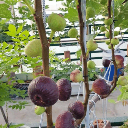 Cũng như cây sung ở nước ta, sung Mỹ càng ngày càng to ra, quả cũng nhiều hơn. Ảnh: Sfarm