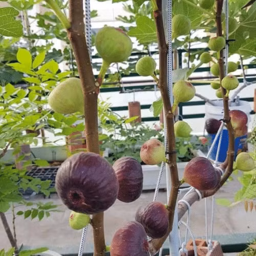 Cũng như cây sung ở nước ta, sung Mỹ càng ngày càng to ra, quả cũng nhiều hơn. Ảnh: Sfarm