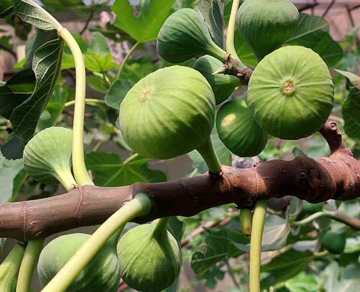 Sung Mỹ còn gọi là sung ngọt, khi trái còn non có màu xanh đậm, lúc chín chuyển sang màu vàng đỏ. Ảnh: Nông thôn Việt