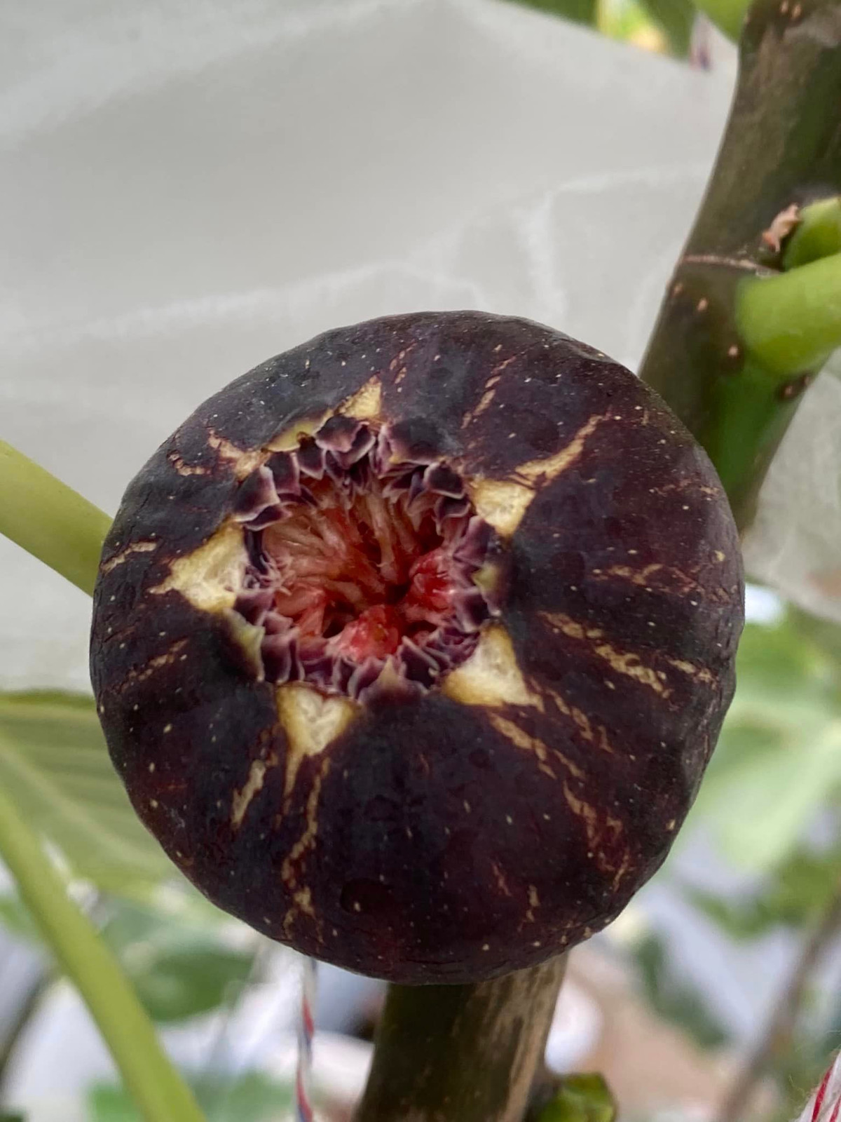 Nếu như sung của Việt Nam chỉ bằng đầu ngón tay, vị chát thì sung Mỹ quả rất to, nhiều quả bằng nắm tay, nặng tới 2 lạng/quả.