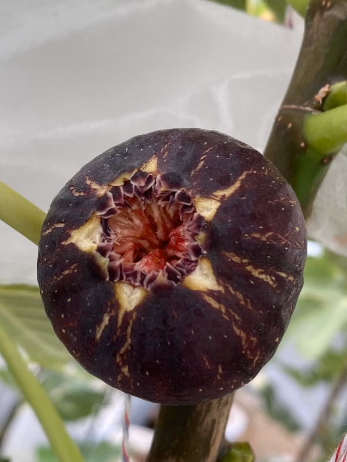 Nếu như sung của Việt Nam chỉ bằng đầu ngón tay, vị chát thì sung Mỹ quả rất to, nhiều quả bằng nắm tay, nặng tới 2 lạng/quả.