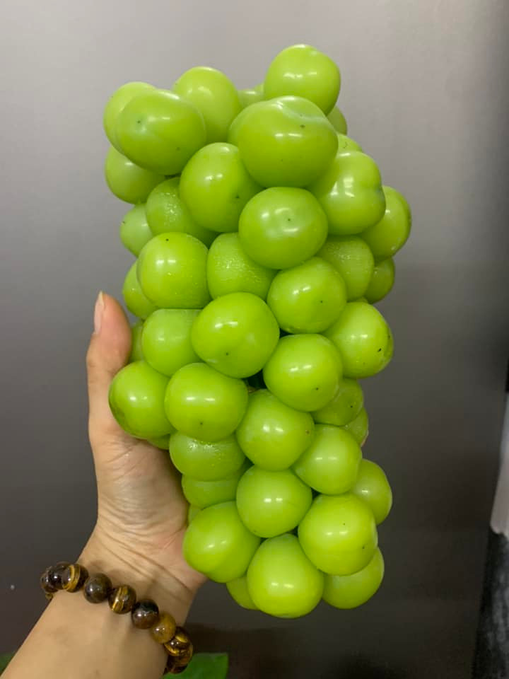 Bên cạnh đó, những chùm nho sữa quả to, giòn và ngọt cũng chỉ có giá 50.000 đồng/kg. Khách mua cả rành 5,5kg giá chỉ 230.000 đồng/rành. Ảnh: FB Tuyet Phi