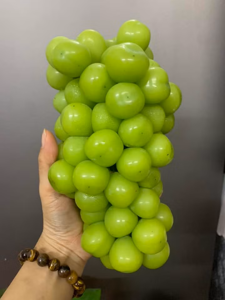 Bên cạnh đó, những chùm nho sữa quả to, giòn và ngọt cũng chỉ có giá 50.000 đồng/kg. Khách mua cả rành 5,5kg giá chỉ 230.000 đồng/rành. Ảnh: FB Tuyet Phi