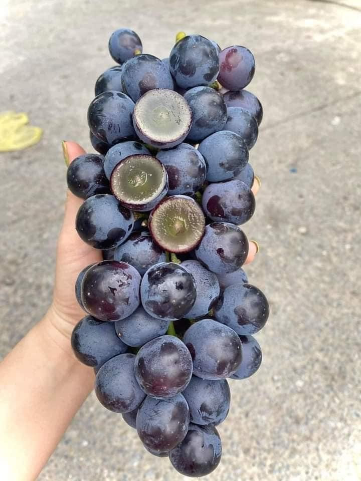 Đi ngang qua chợ đầu mối phía Nam, chị Duyên (Hà Đông, Hà Nội) nhìn thấy nhiều cửa hàng hoa quả treo biển bán nho bắp đen với giá chỉ 20.000 đồng/kg. Ảnh; FB Thuy Đỗ
