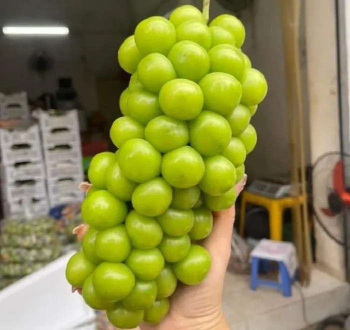 Theo anh Khương, hiện đang là mùa nho của Trung Quốc nên hàng đẹp. tươi, giá lại rẻ nhất trong năm. Ảnh: Người đưa tin