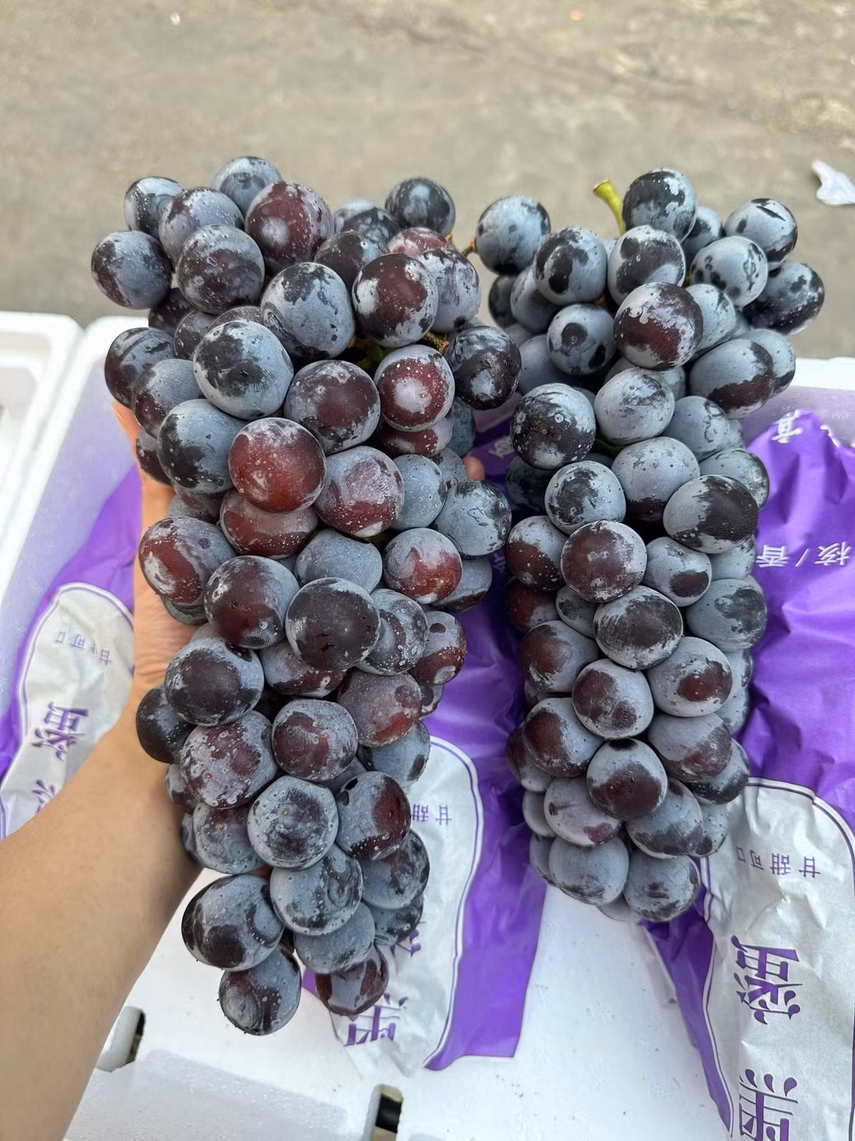 Trong khi đó, những chùm nho bắp đen héo cuống, có một vài quả rụng, giá bán chỉ 20.000 đồng/kg. Ảnh: FB Nguyễn Hằng