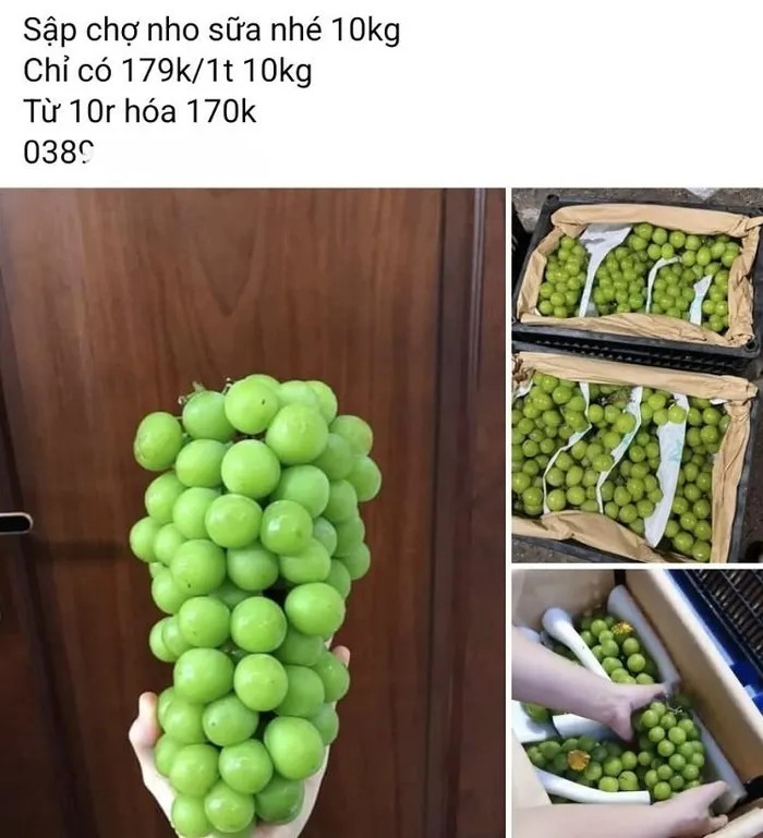 Thậm chí, có đầu mối bán sỉ nho sữa chỉ từ 170.000 đồng/rành 10kg, tính ra chưa đầy 20.000 đồng/kg. Ảnh: Người đưa tin