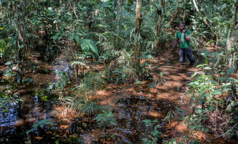 Thợ săn Papy đi qua đầm lầy trong rừng rậm để tìm "con mồi".