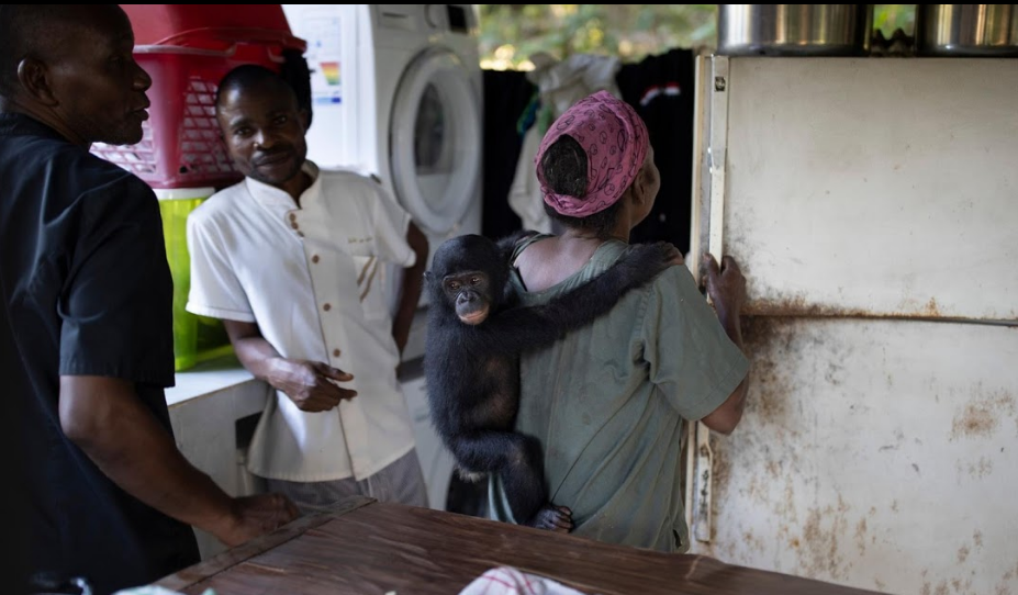 "Khảo sát của chúng tôi cho thấy nhiều loài động vật đang biến mất ở các ngôi làng", Michel Bakanza, nhân viên đến từ Quỹ Động vật hoang dã thế giới (WWF) ở Mbandaka, nói.
