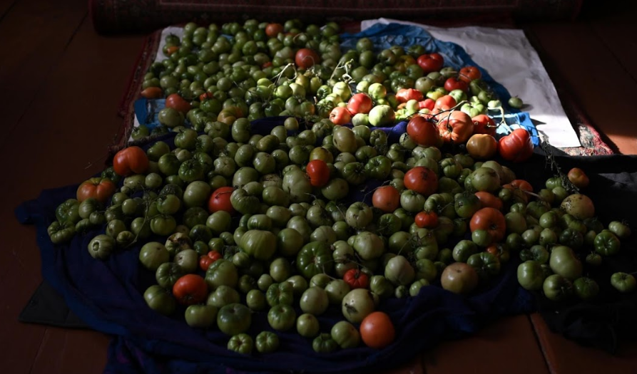 Những quả cà chua vừa thu hoạch được đổ ra sàn nhà của cô giáo Uminur Kuchukova.